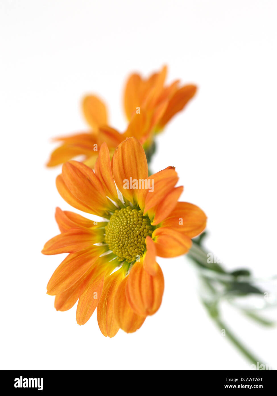 Orange and yellow flowers with white background Stock Photo Alamy
