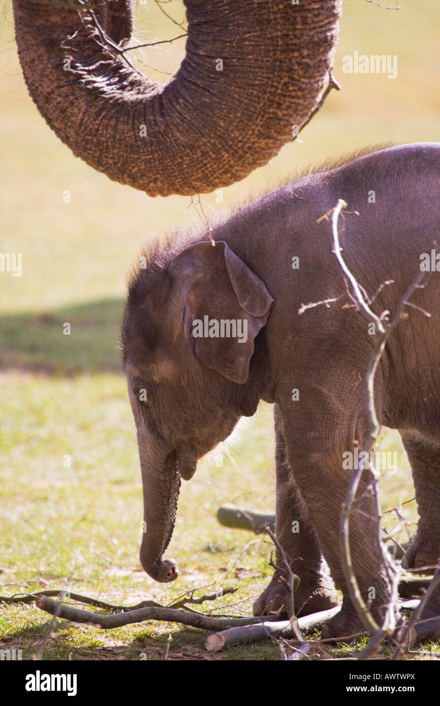 Asian elephant feeding,Bedfordshire,England,United Kingdom Stock Photo
