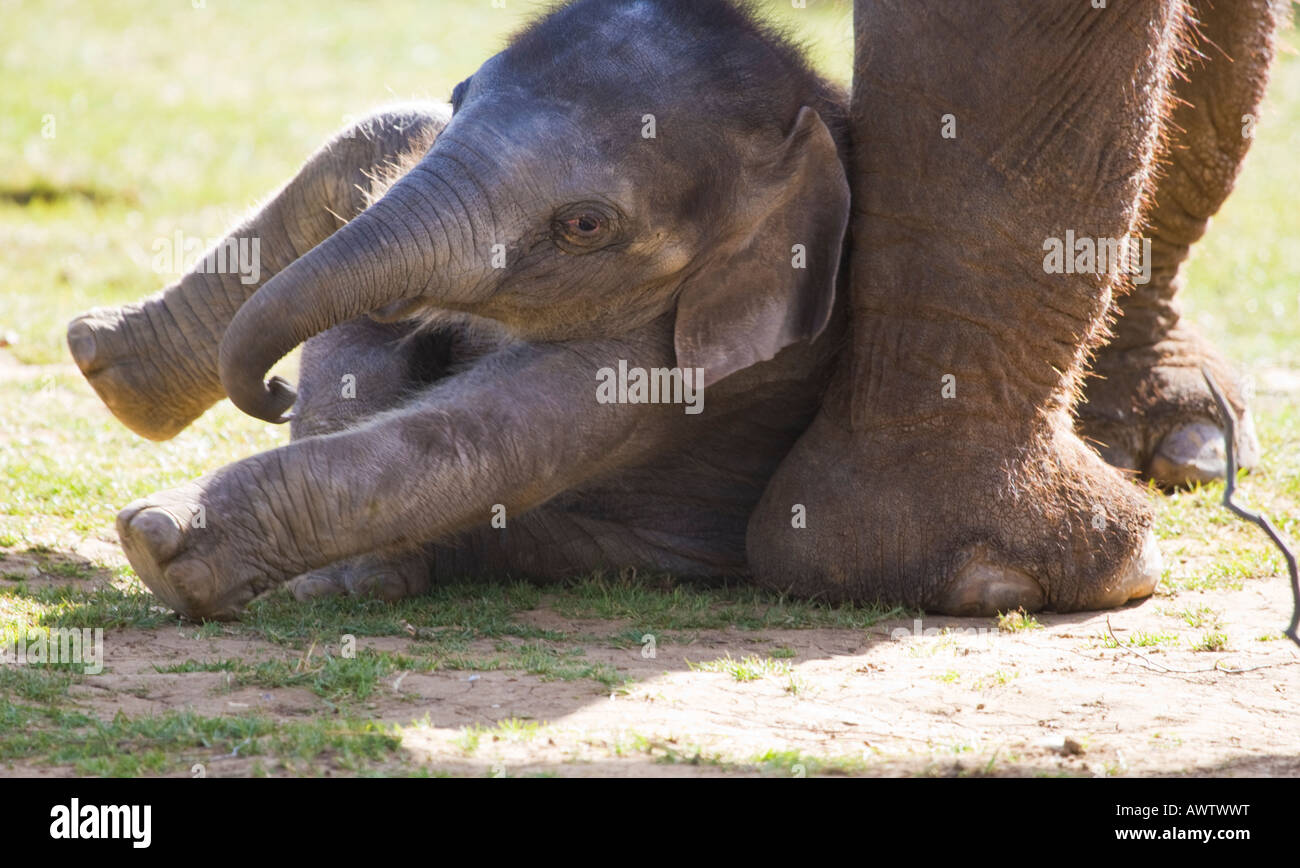 Asian elephant resting,Bedfordshire,England,United Kingdom Stock Photo