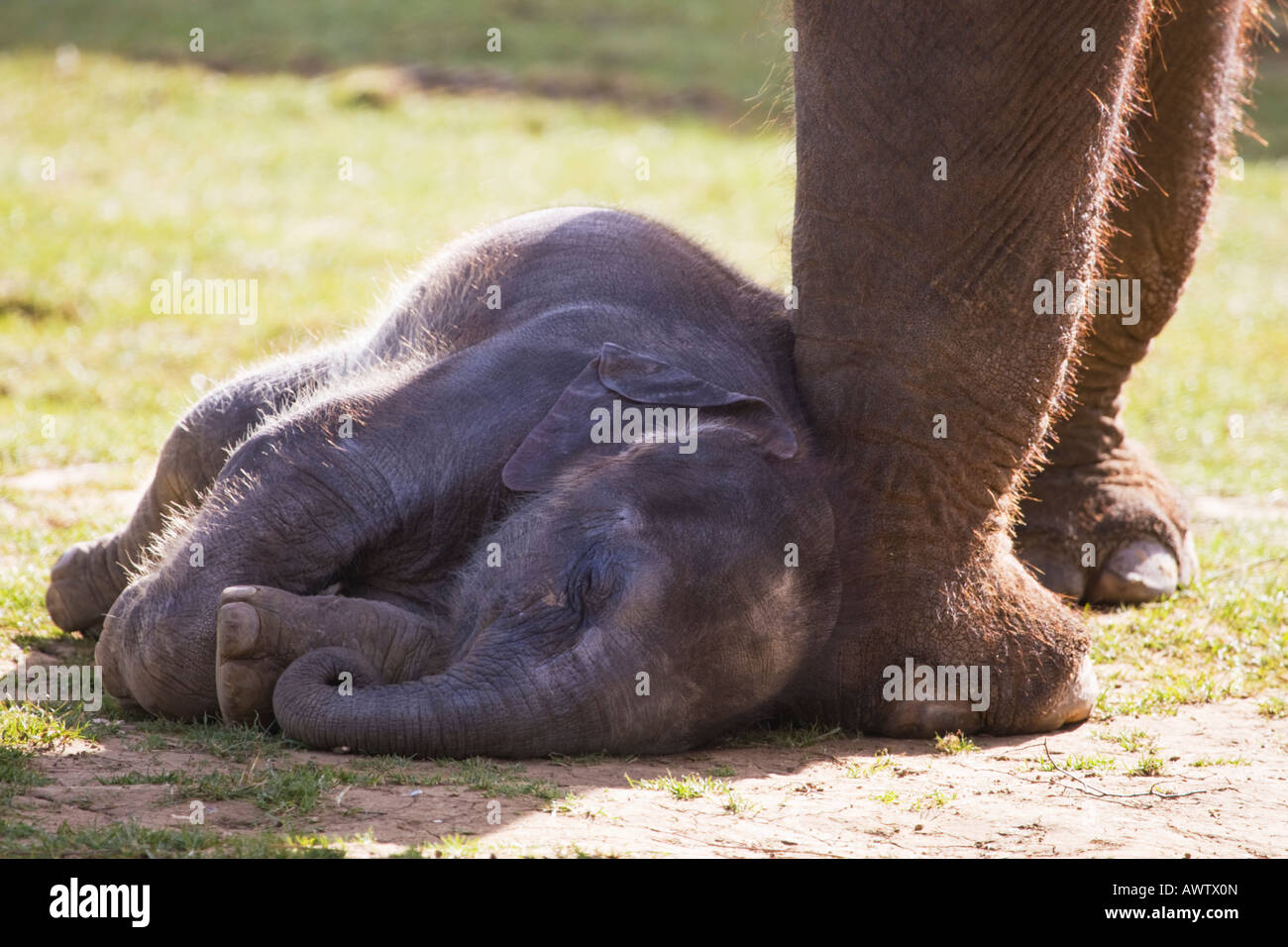 Asian elephant sleeping,Bedfordshire,England,United Kingdom Stock Photo