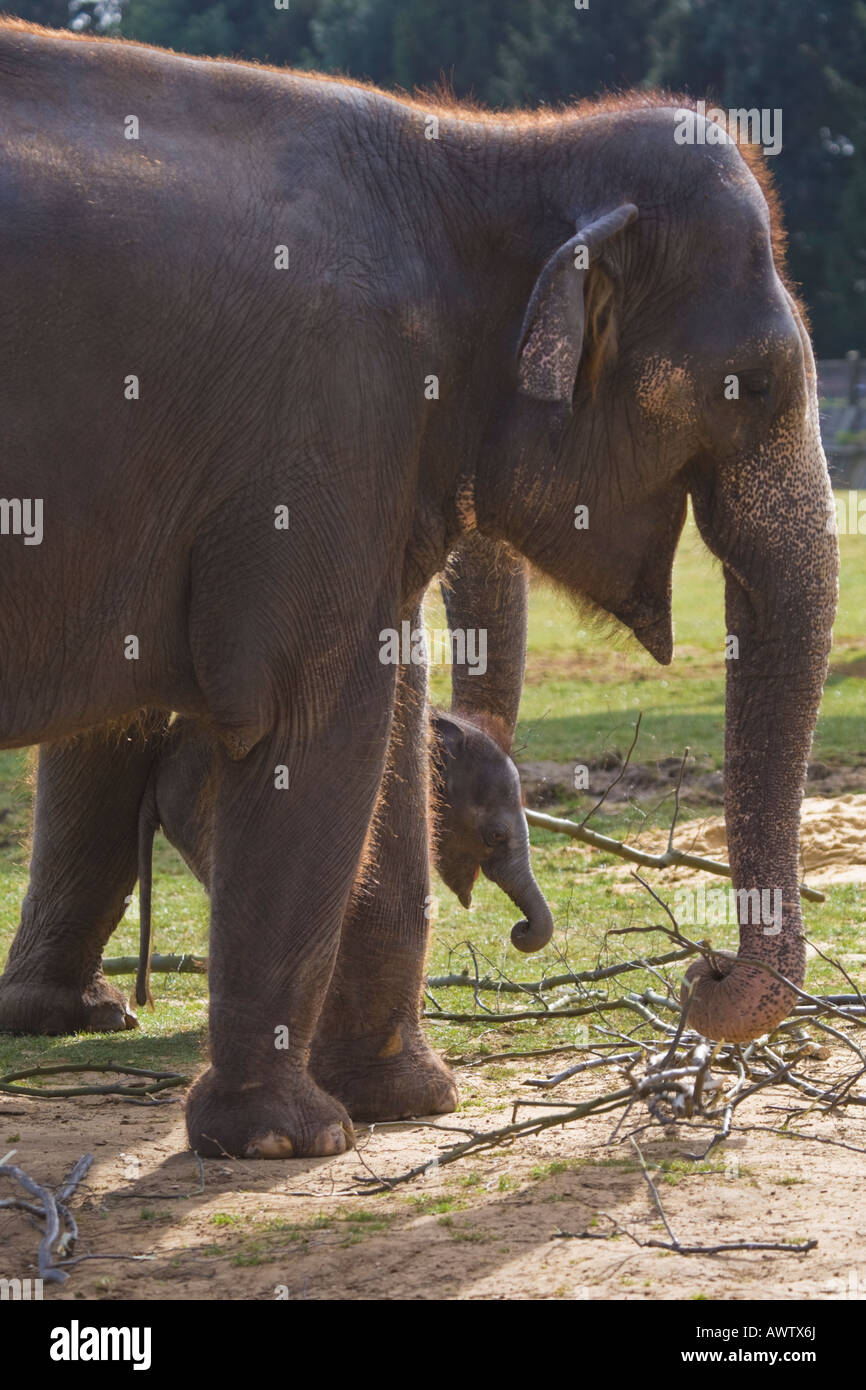 Asian elephant,Bedfordshire,England,United Kingdom Stock Photo