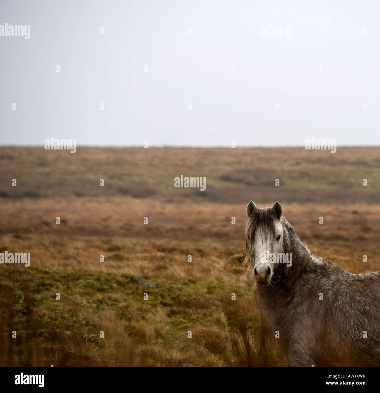 Llangynidr Moor High Resolution Stock Photography and Images - Alamy