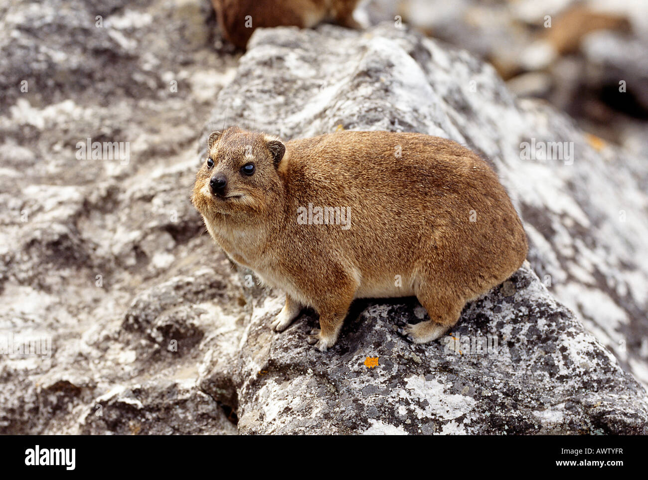 Dassie, Table Mountain, Cape Town, South Africa Stock Photo