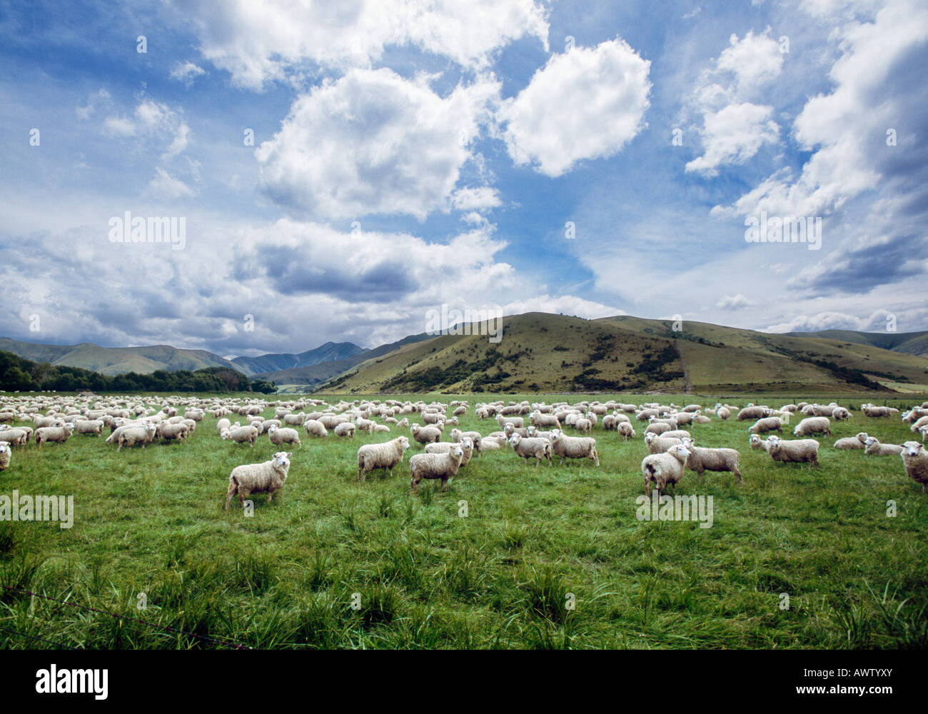 Flock of sheep grazing in a field, South Island, New Zealand Stock ...