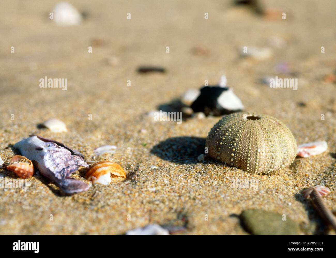 Shell beach eastern cape hires stock photography and images Alamy