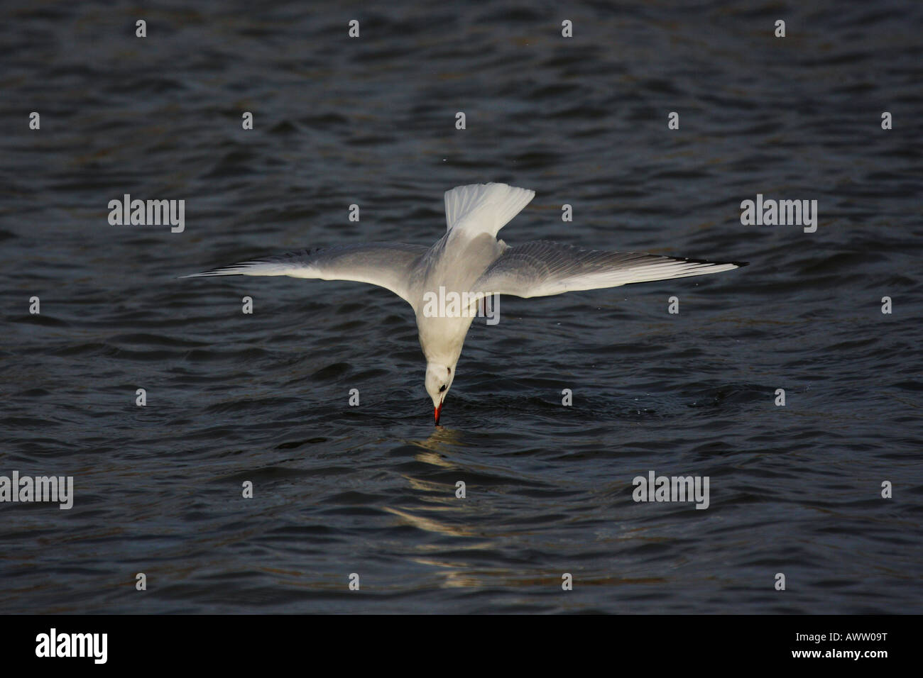 Black-headed Gull (Chroicocephalus ridibundus) diving in to water Stock Photo