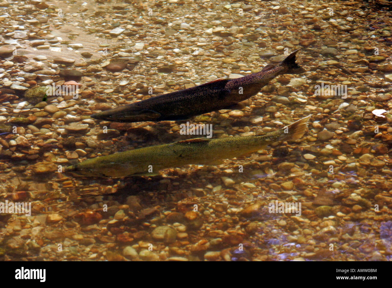 Spawning Chinook or King Salmon (Oncorhynchus tshawytscha Stock Photo