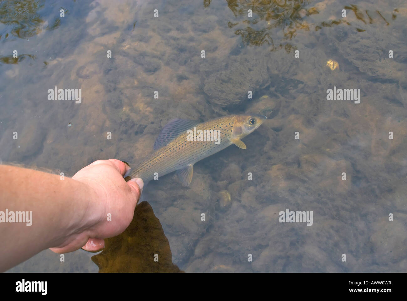 Yalu Fish Thymallus underwater hi-res stock photography and images - Alamy
