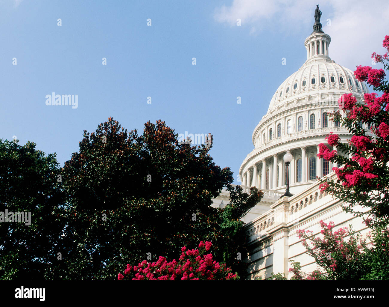 USA Washington DC The Capitol Dome Building in spring with roses ...