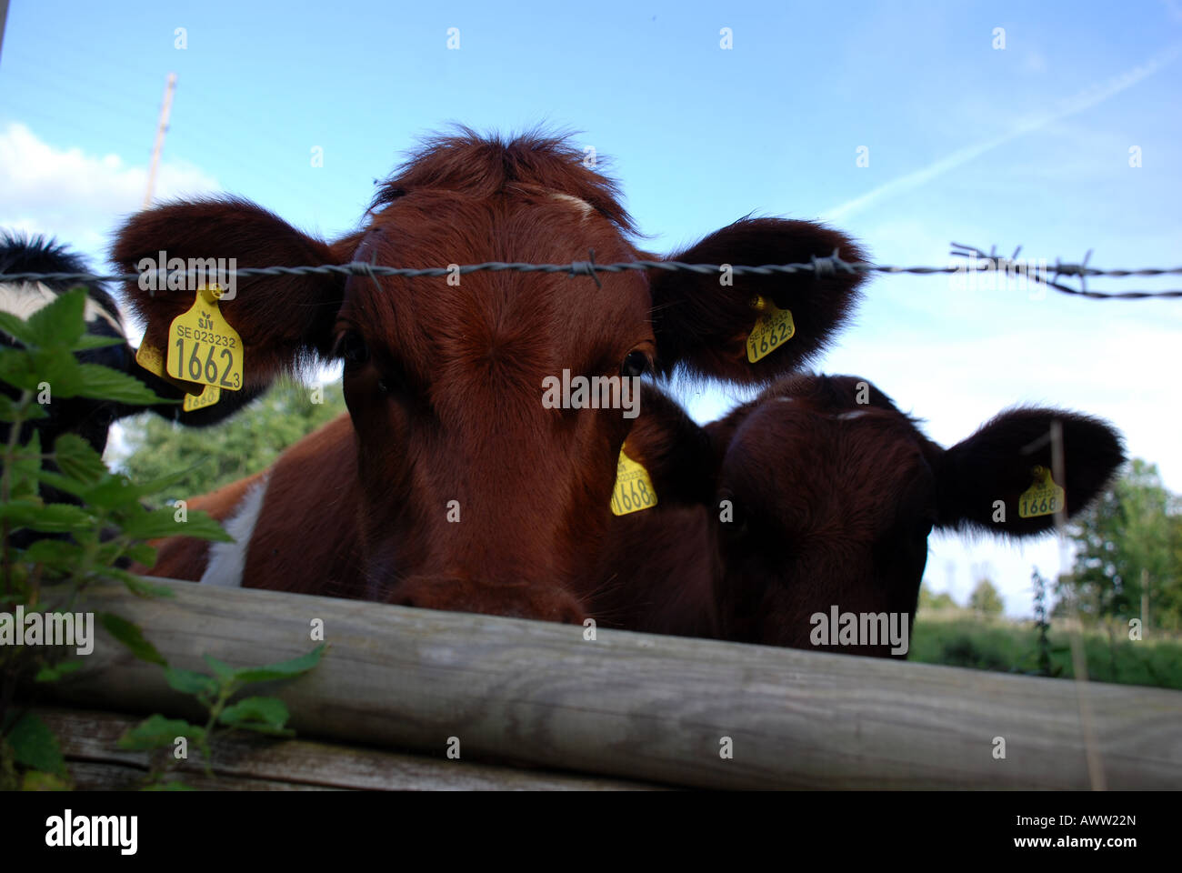 cows with ear tags Stock Photo Alamy