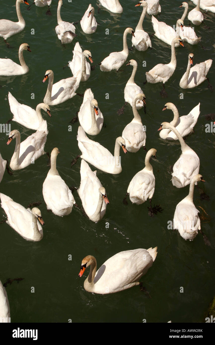 UK West Sussex Littlehampton swans on River Arun Stock Photo