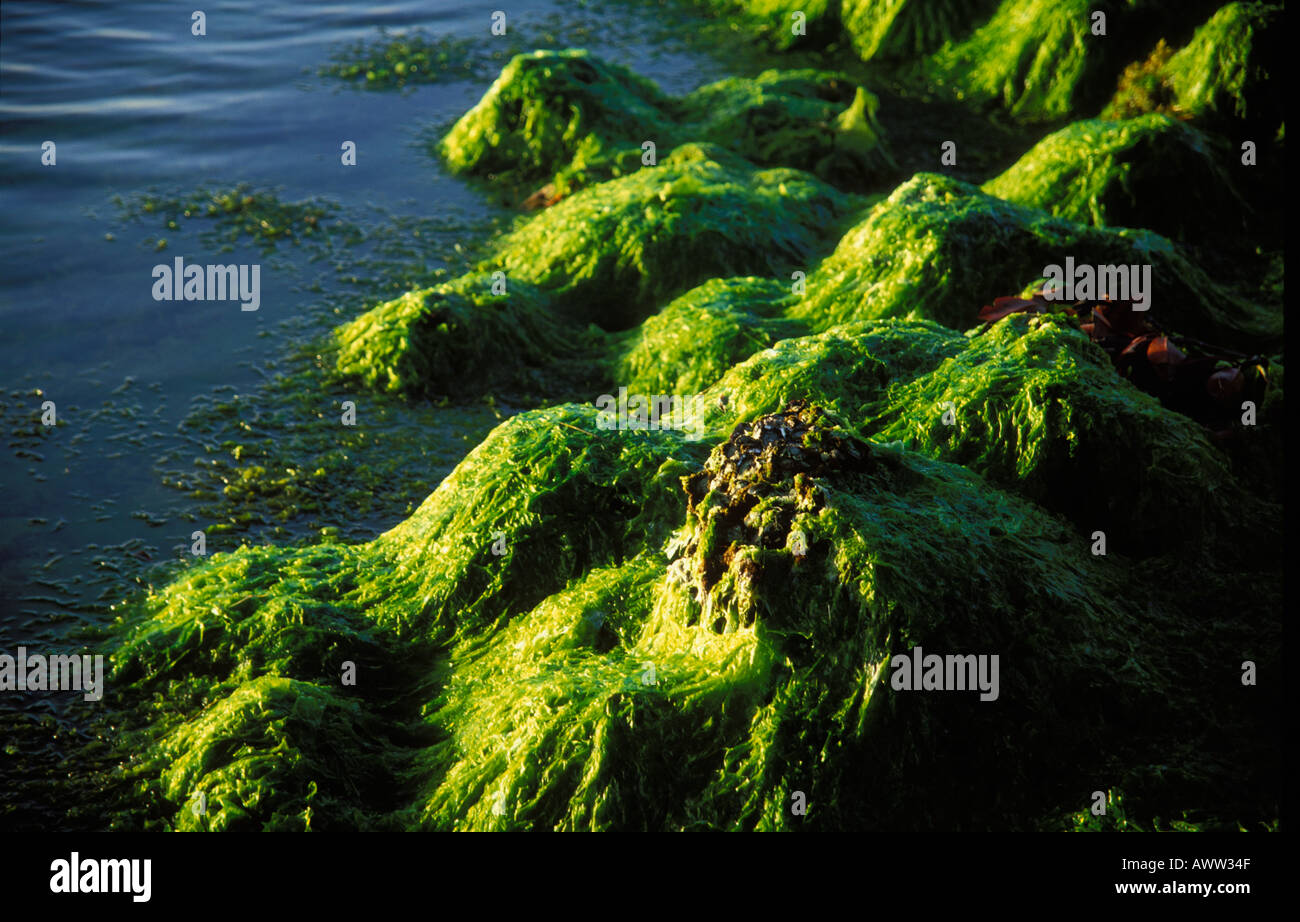 Mango Forest Bras de Mer Belcourt East Mauritius Stock Photo Alamy