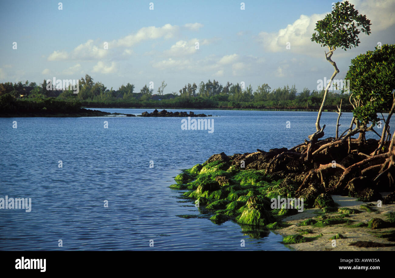 Mango Forest Bras de Mer Belcourt East Mauritius Stock Photo Alamy