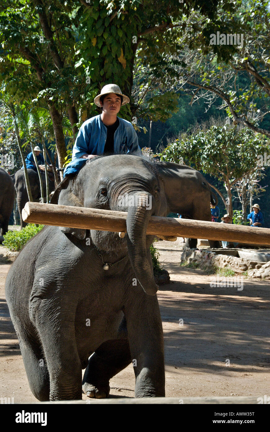 Elephant training with log Conservation Center Amphoe Hang Chat Lampang Thailand Stock Photo