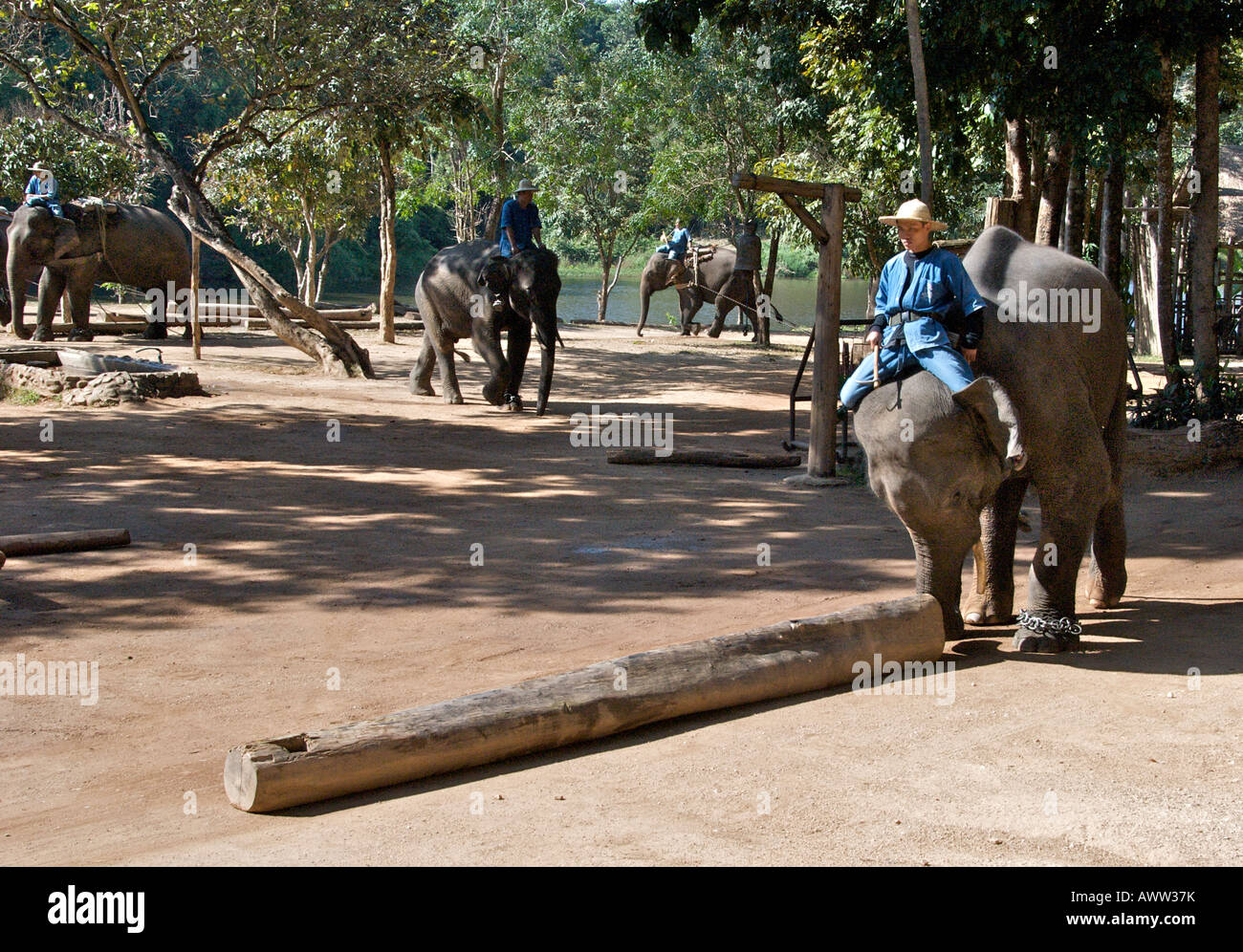 Elephant training with log Conservation Center Amphoe Hang Chat Lampang Thailand Stock Photo