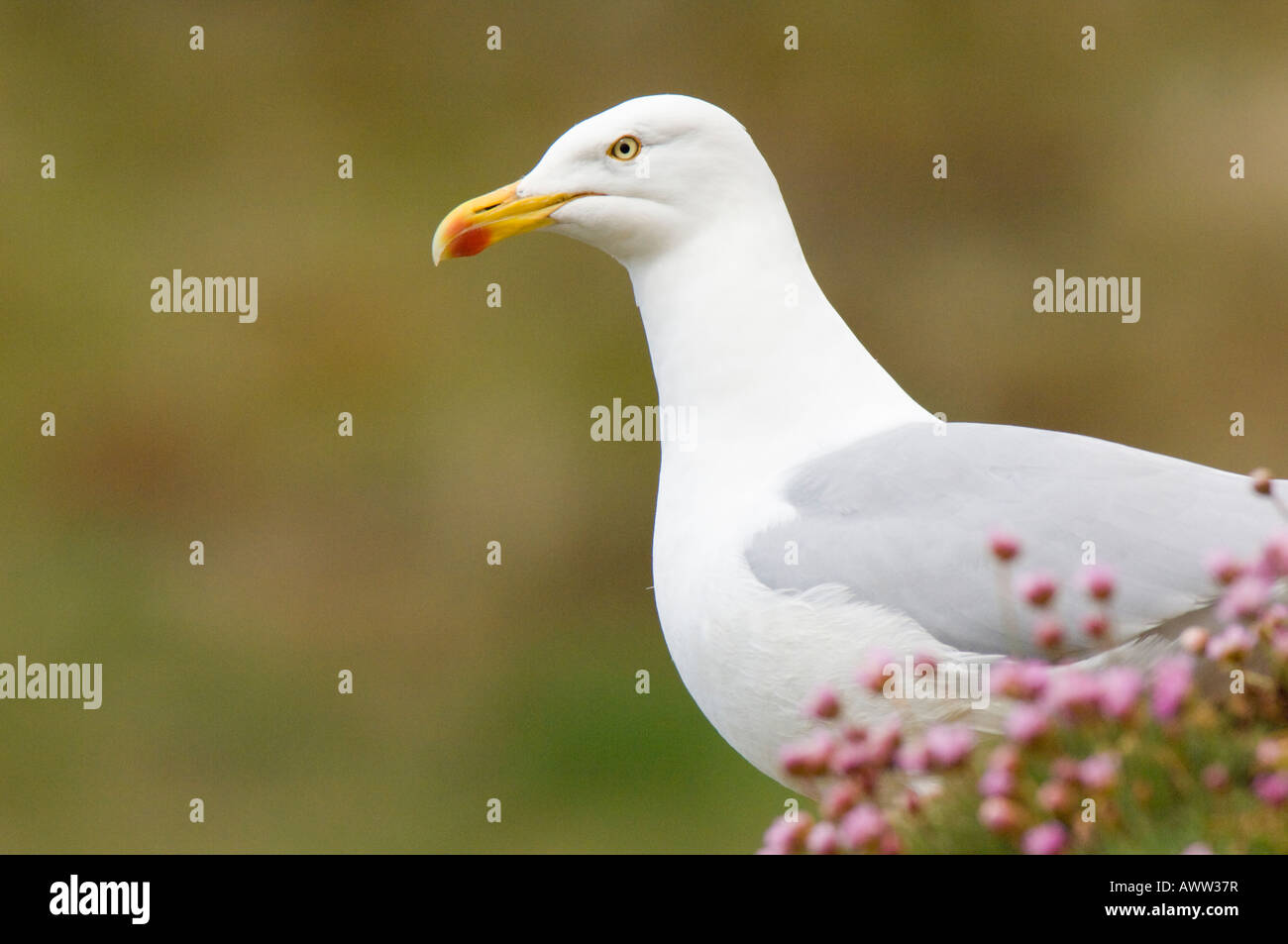 Herring gull, Larus argentatus, adult, showing the red spot on the bill ...