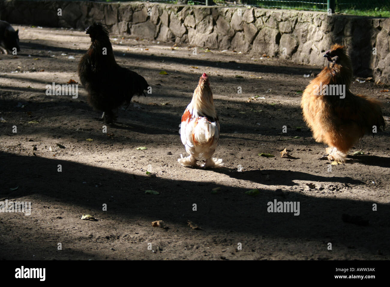 hen Stock Photo