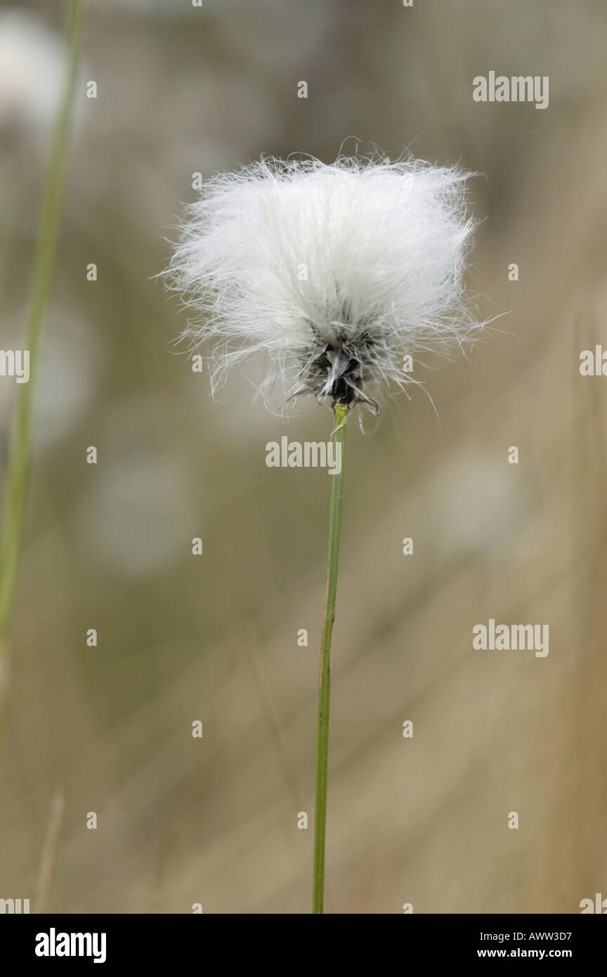 Cotton grass Eriophorum angustifolium  Stock Photo