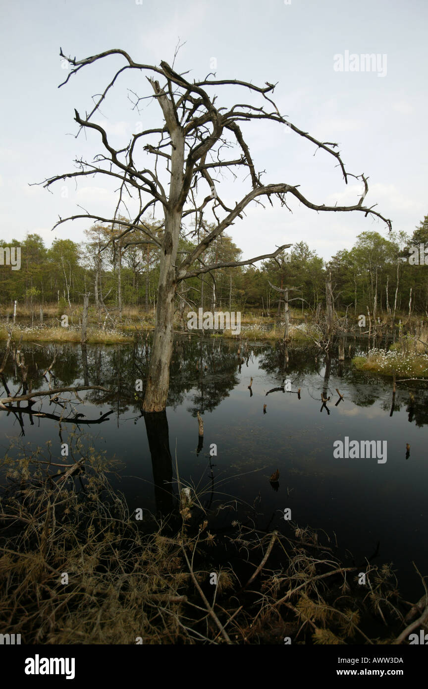 Dead tree in the lake hi-res stock photography and images - Alamy