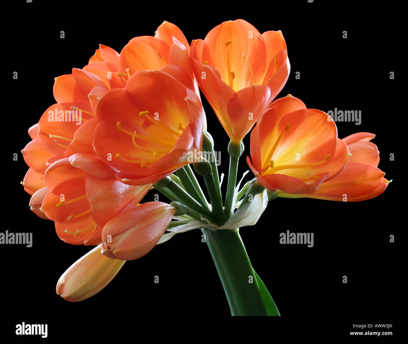 Clivia flowers Stock Photo