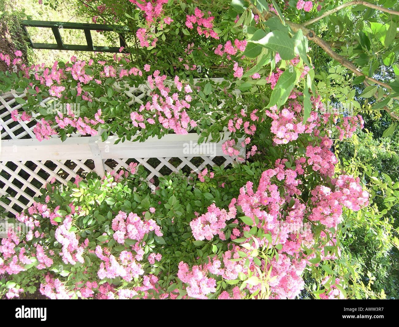 See pergola hi-res stock photography and images - Alamy