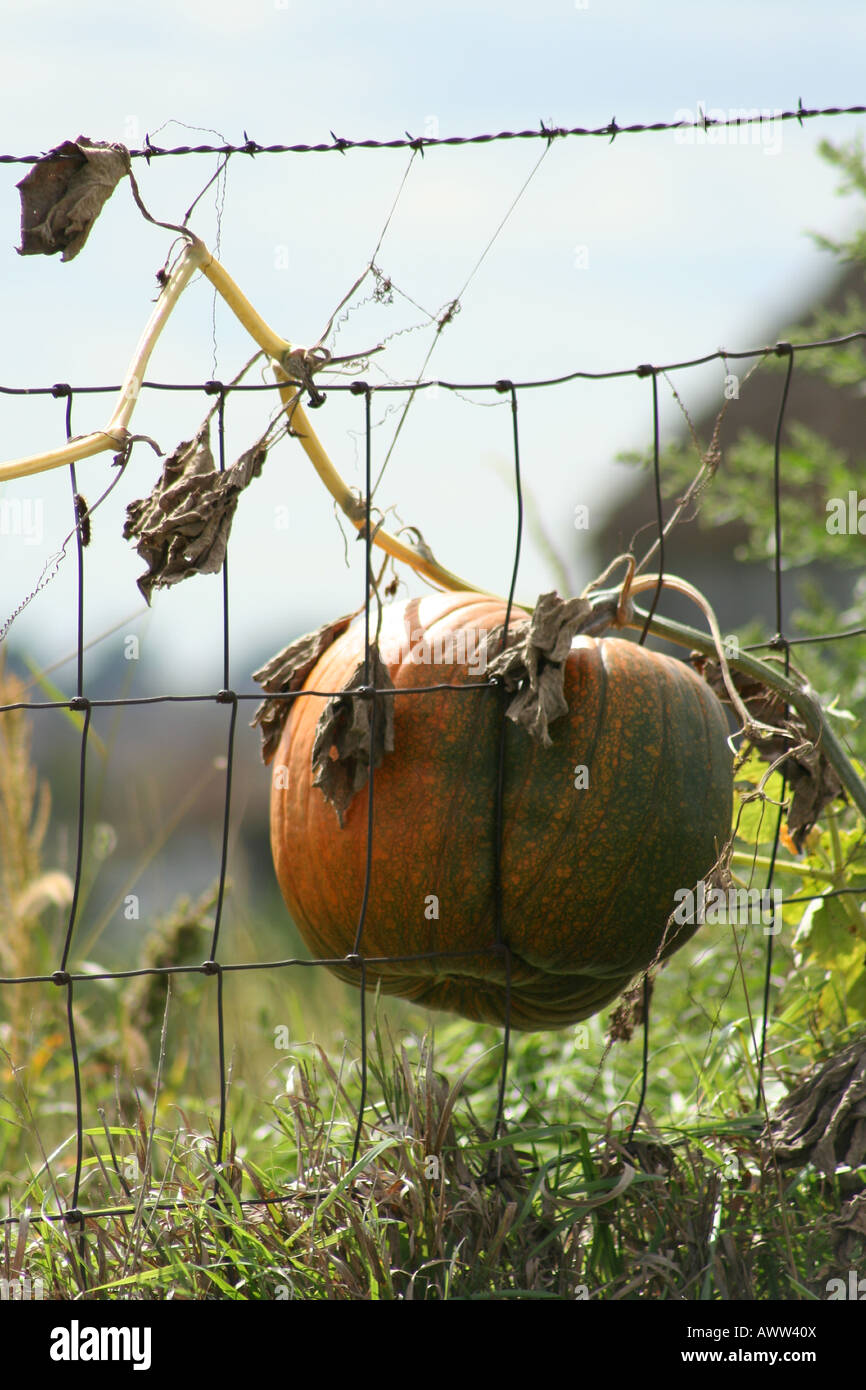 Pumpkin that grew in to a paneled fence Stock Photo - Alamy