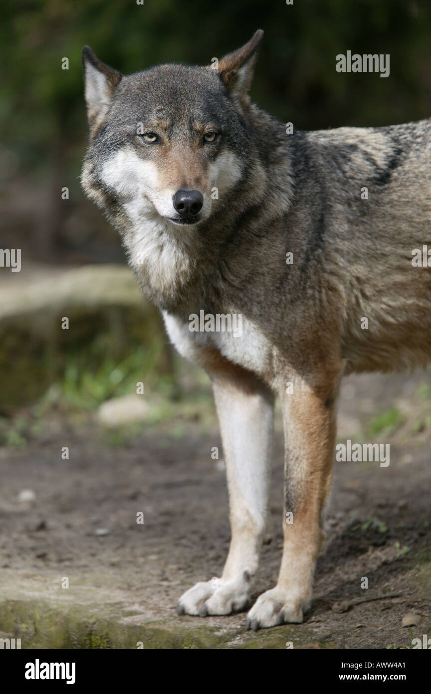 european Wolf - Canis lupus lupus Stock Photo