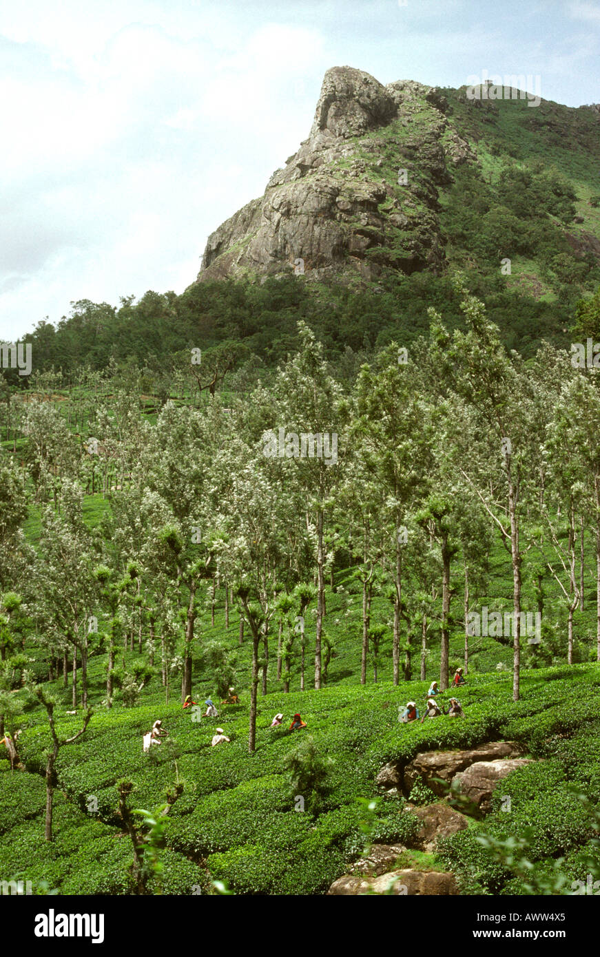 India Tamil Nadu Nilgiri Hills tea plantation Stock Photo Alamy