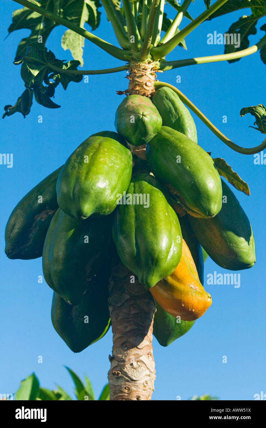 Papaya Africa Stock Photos & Papaya Africa Stock Images Page 3 Alamy