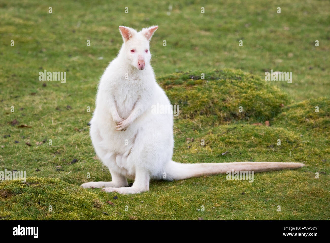 Wallaby white,Bedfordshire,UK Stock Photo