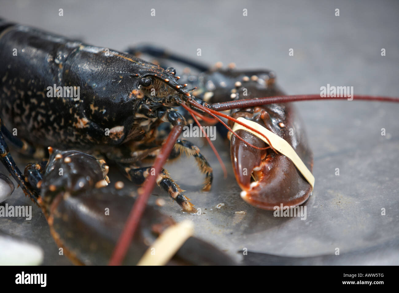 fresh live lobster with claws tied up sitting on a fishmongers fresh