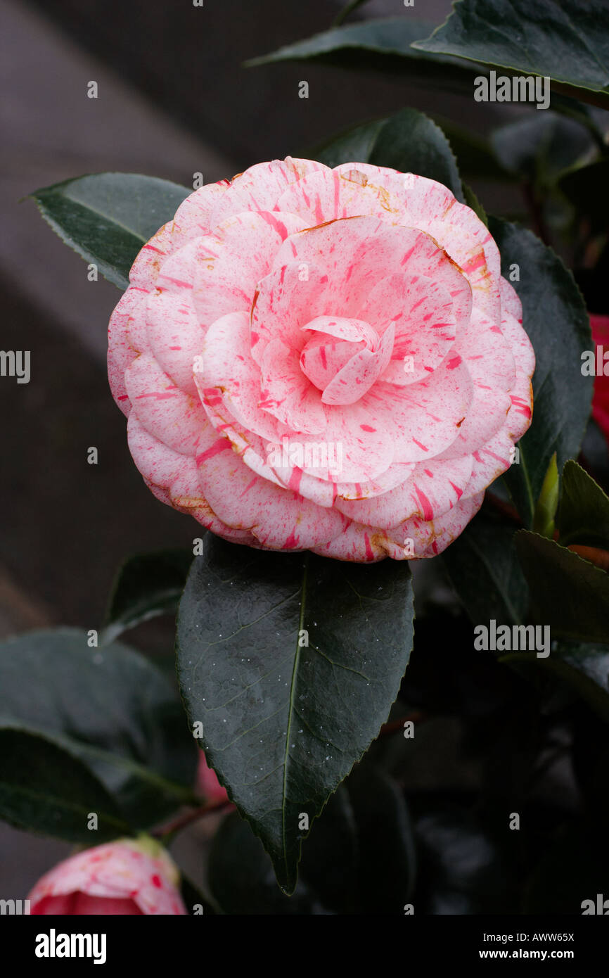 Beauty of natural flora hi-res stock photography and images - Alamy