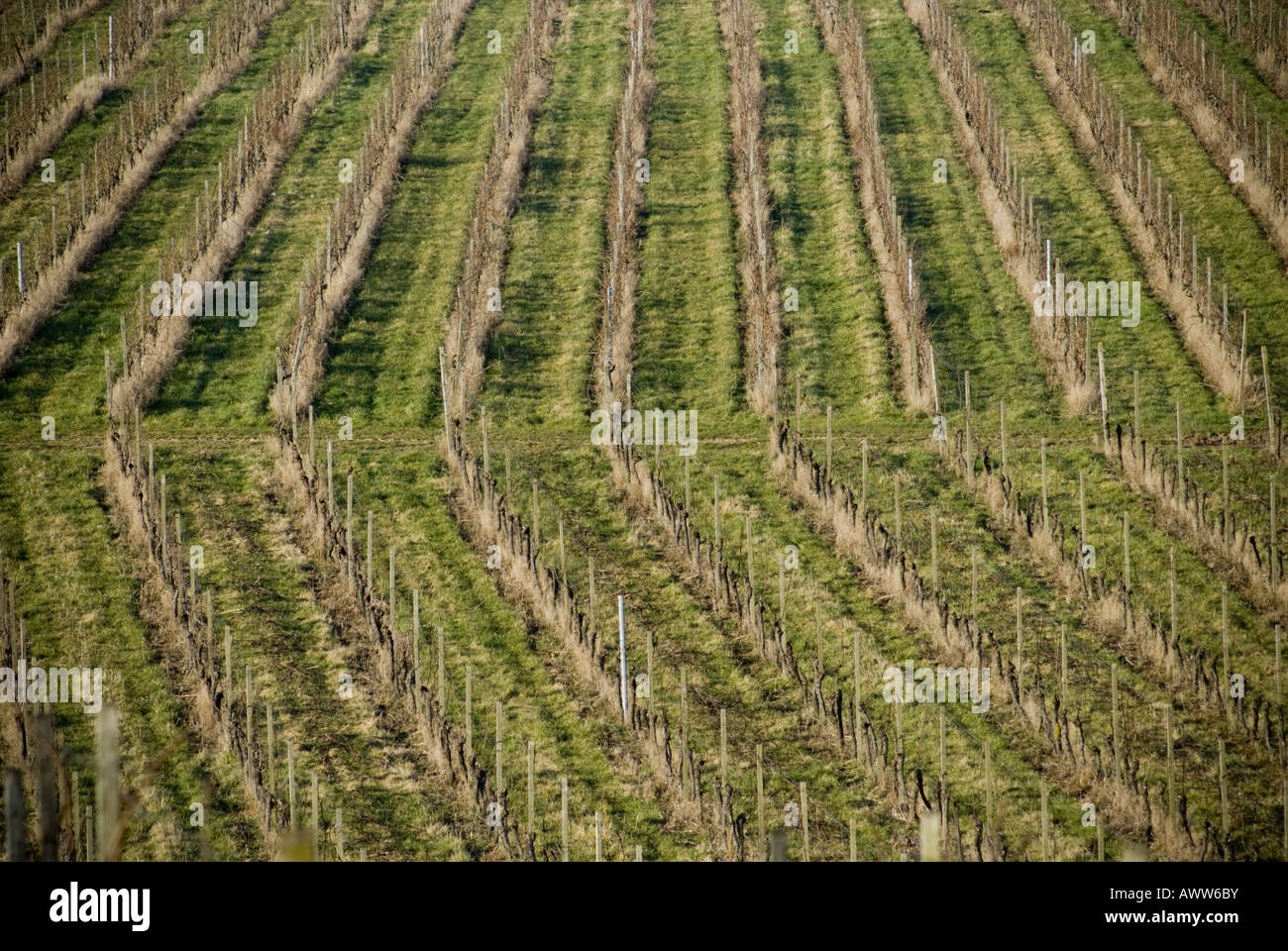 Rows of vines at Denbies Vineyard in County Surrey, near Dorking. Stock Photo