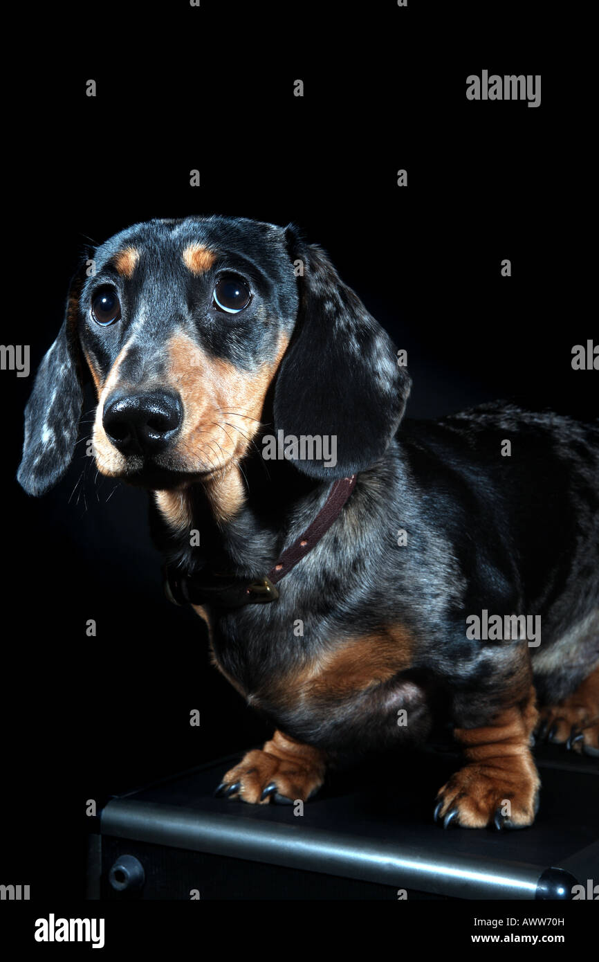 Miniature dachshund (sausage dog) sitting on a travel case Stock Photo
