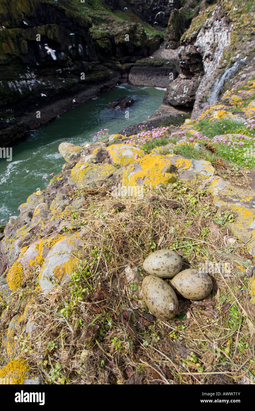 Nest and eggs of a Herring Gull, Larus argentatus, on the coast of