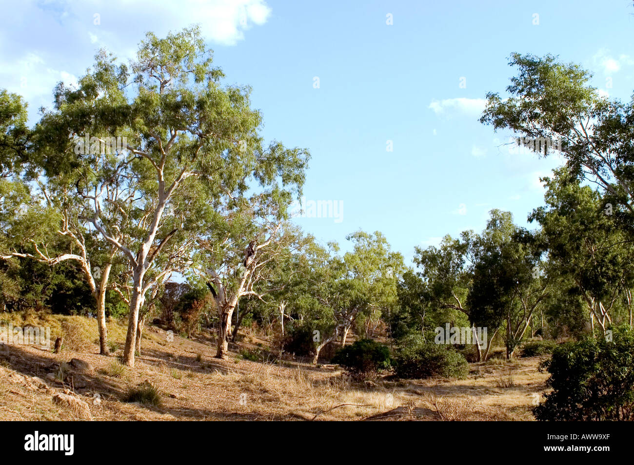 Ghost Gum Trees Stock Photo