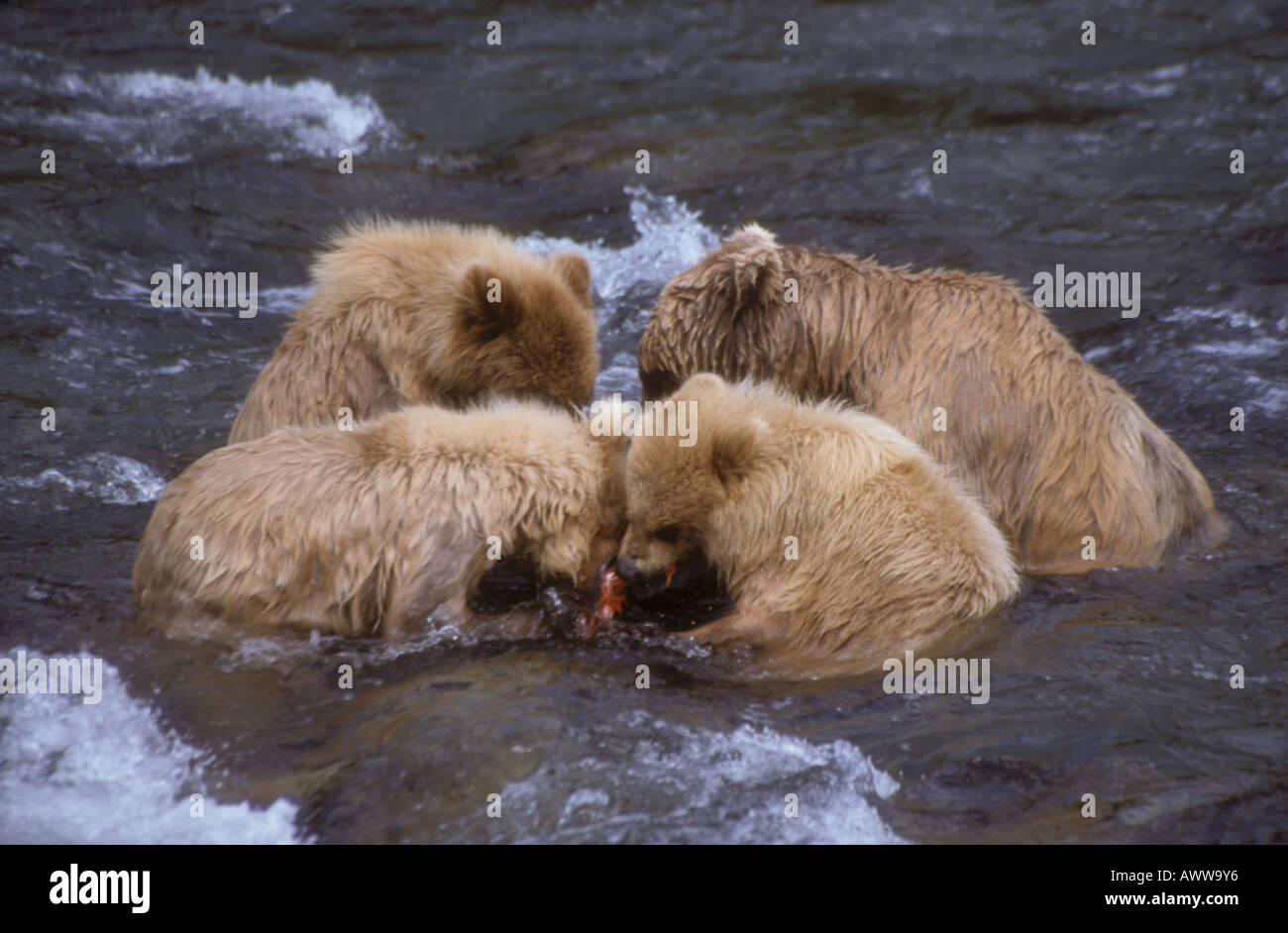 Brown bear Urasus arctos sow with three cubs eating red salmon in ...