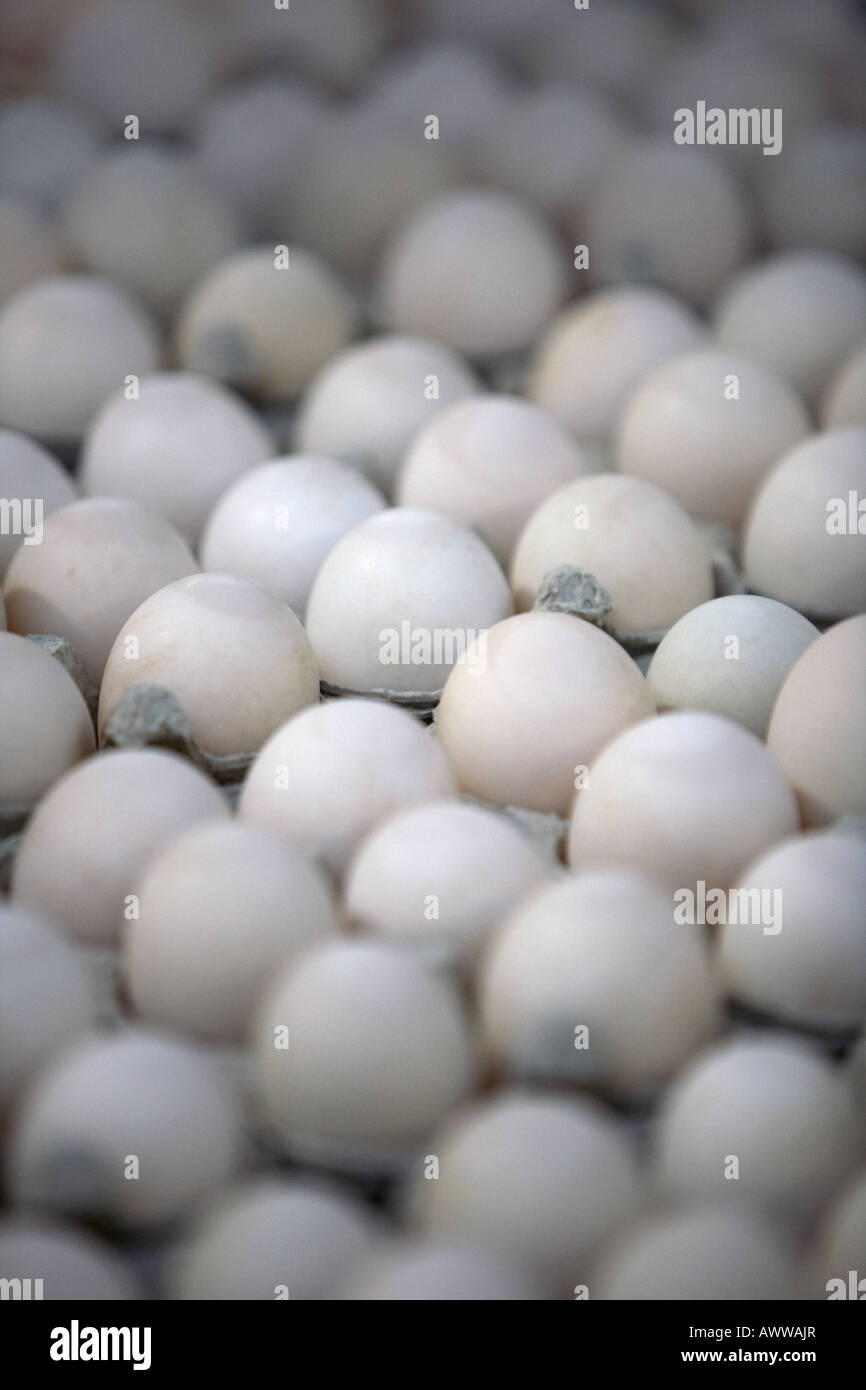 trays of white organic free range duck eggs on sale from an organic