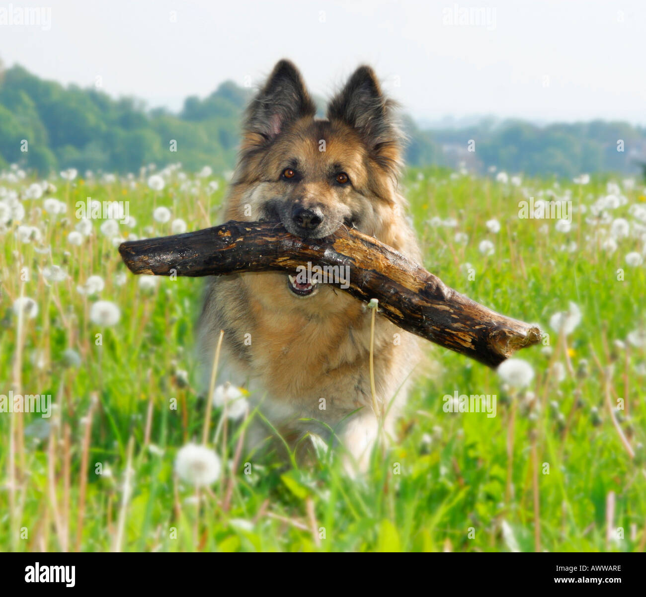 German Shepherd dog with stick in mouth Stock Photo Alamy