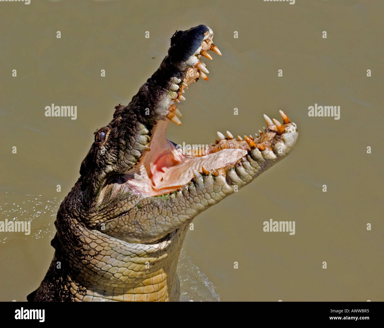 Jumping Crocodiles of Alligator River Stock Photo Alamy