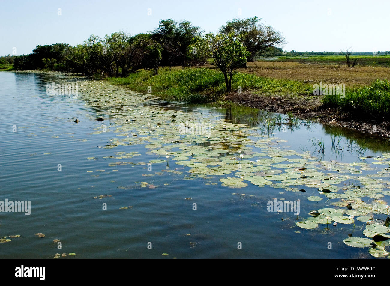Yellow water billabong lily hi-res stock photography and images - Alamy