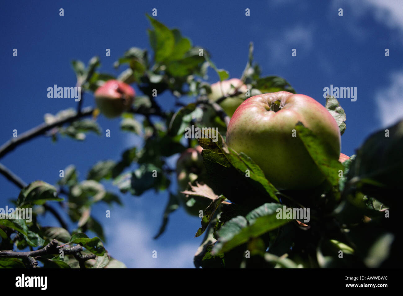 Apples on tree. Stock Photo