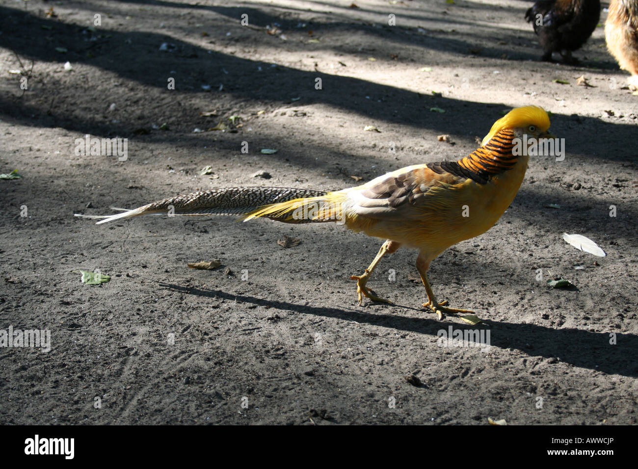 Beautiful pheasant , in the coloured dress. Chrysolophus