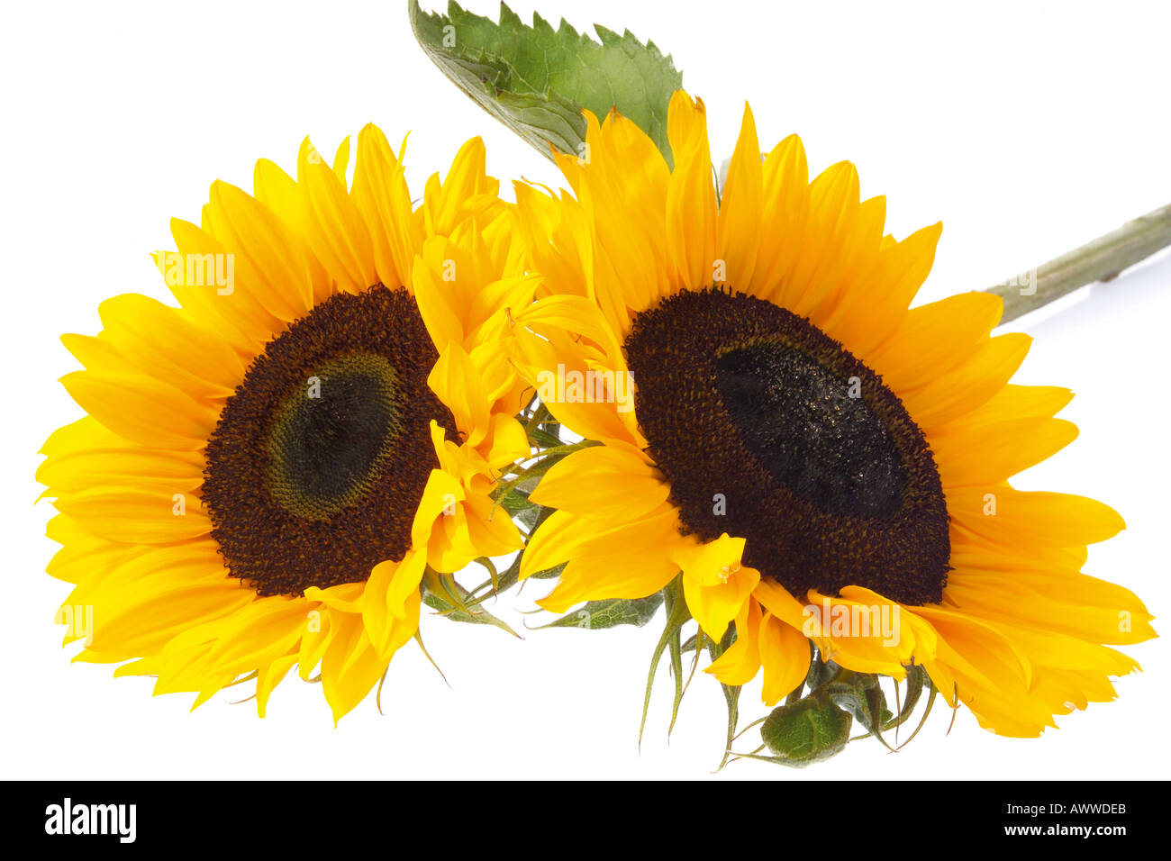 Two sunflowers (Helianthus annuus), close-up Stock Photo