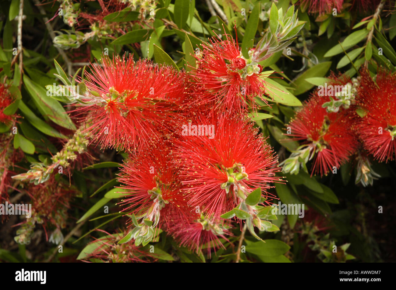 Bottle brush bush Stock Photo Alamy