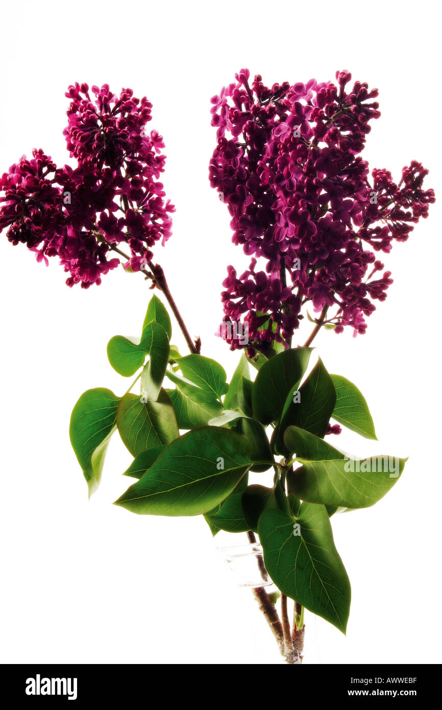 Lilac (Syringa vulgaris) Stock Photo