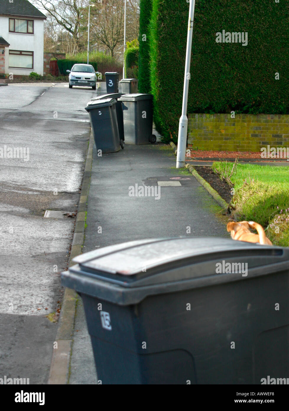 Wheelie bins on suburban street awaiting collection Stock Photo Alamy