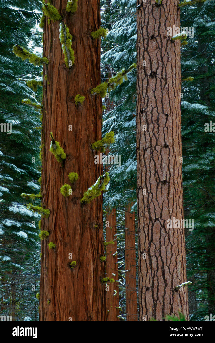 Incense cedar bark hires stock photography and images Alamy
