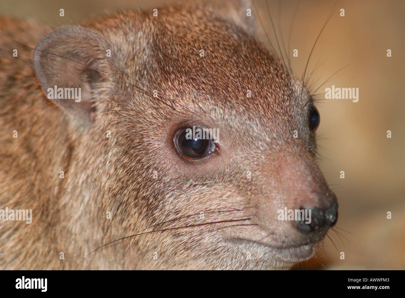 Portrait of a single adult Rock Hyrax (Procavia capensis) Stock Photo