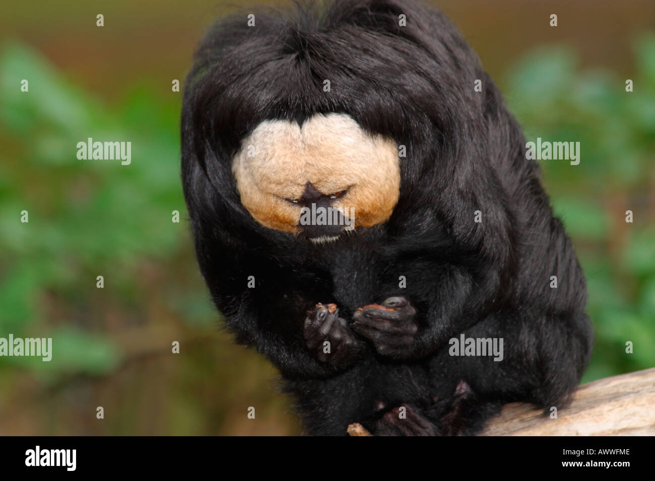 White-faced Saki Monkey (Pithecia pithecia) eating fruit Stock Photo ...